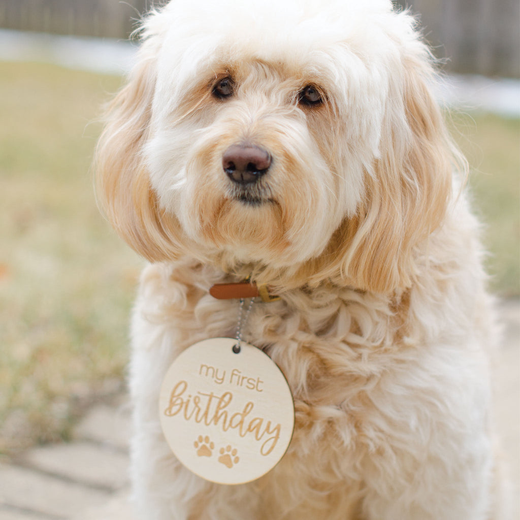Puppy Milestones for New Puppy Parents