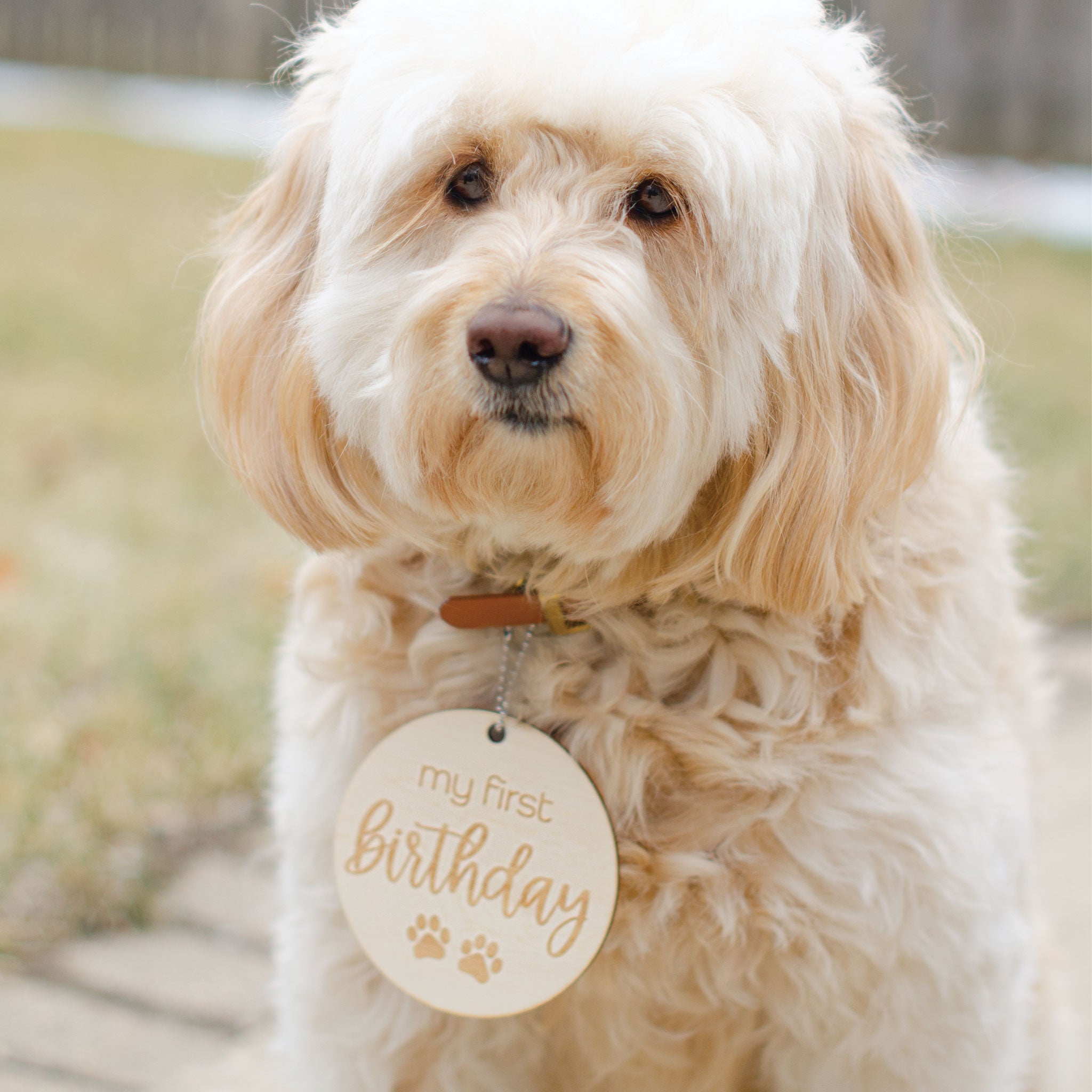 Puppy Milestones for New Puppy Parents