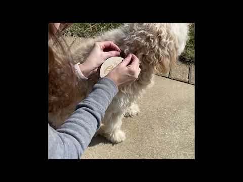 Puppy Milestones for New Puppy Parents